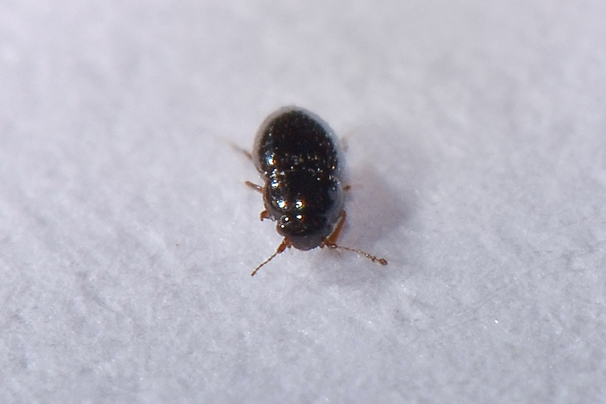 Ptiliidae: Ptenidium sp. (cf.)